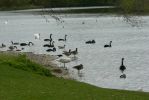 PICTURES/Road Trip - Leeds Castle/t_Flock2.JPG